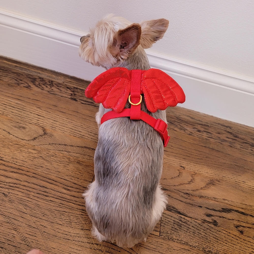 Pup Crew dog Harness